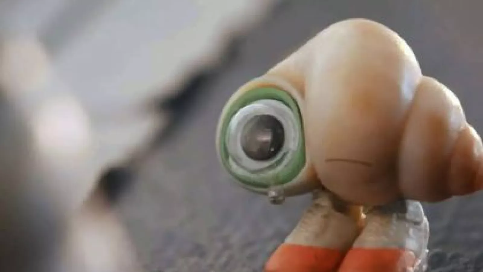 Marcel le Coquillage (avec ses chaussures)